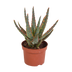 Aloe Zebrina Dannyz 10,5cm: Sternförmige Blätter mit orangefarbenen Akzenten Bild 1