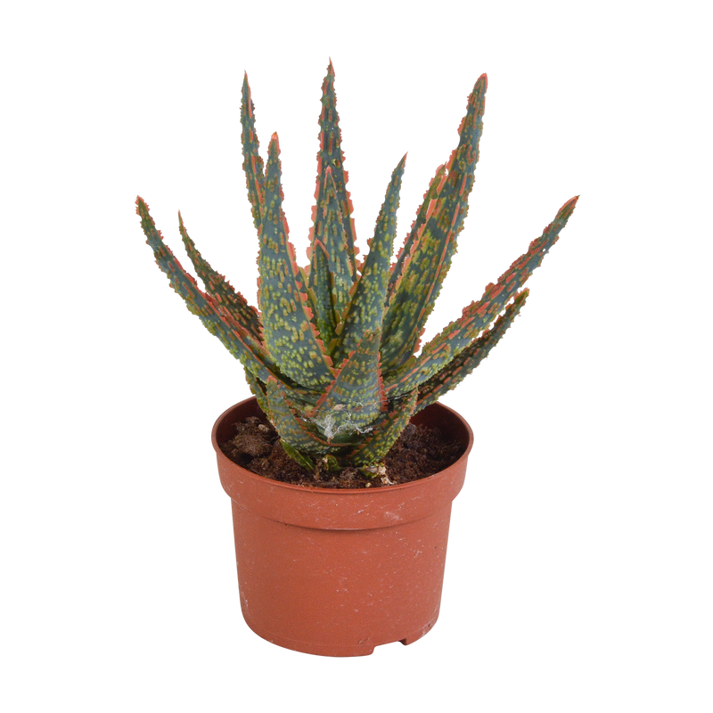 Aloe Zebrina Dannyz 10,5cm: Sternförmige Blätter mit orangefarbenen Akzenten