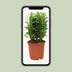 Euphorbia Trigona - Afrikanischer Milchbaum, Ø12cm Topf, 40cm Höhe Bild 5