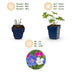 Green boutiQ - Perennial - Geranium Tricolour - Crane's Bill - Ground Cover - Purple - Pink - White - 12 Plants - Pot 11cm - Height 15-25cm Bild 4
