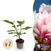 Magnolia soulangeana 'Blüte Rosa' – 3 Pflanzen im 12cm Topf Bild 1