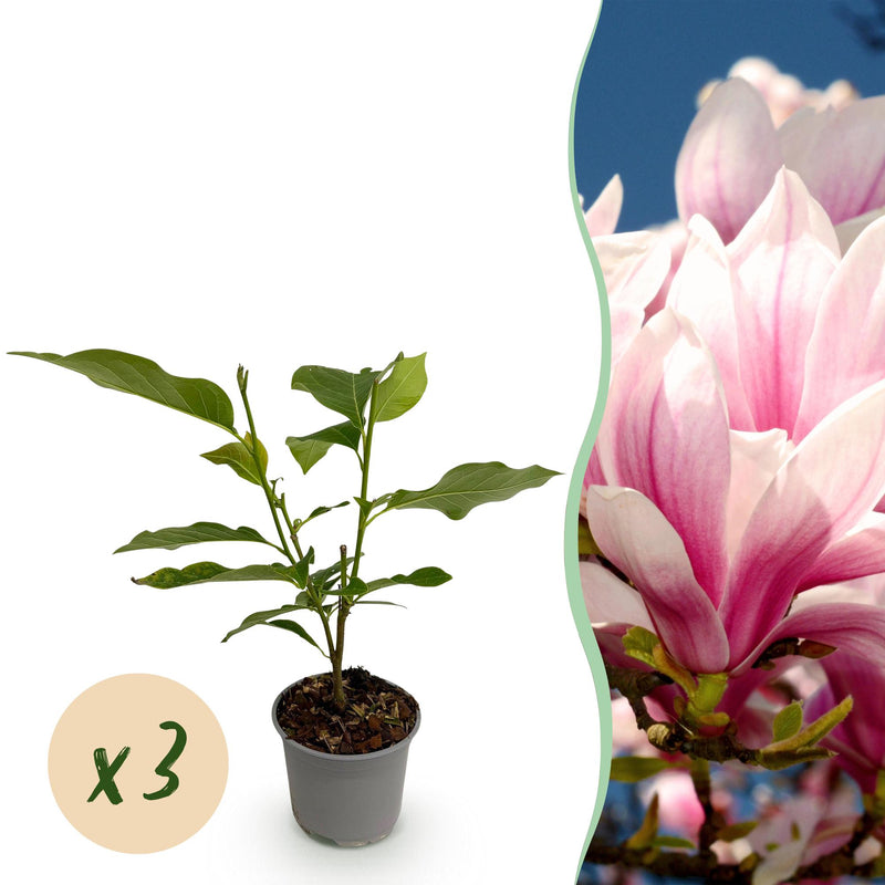 Magnolia soulangeana 'Blüte Rosa' – 3 Pflanzen im 12cm Topf