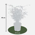 12x Fargesia rufa Bamboo - 40cm height, Ø14 pot Bild 2