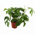 Monstera Minima: Kompakte Eleganz für Ihr Zuhause (Ø12cm, ↕30cm) Bild 1
