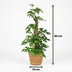 Green boutiQ Mini Monstera (Monstera Minima) with Moss Pole, 90cm Bild 3