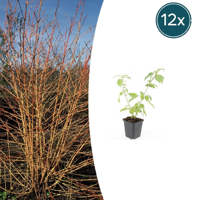 12x Cornus 'Anny's Winter Orange' - Winterharter Strauch, leuchtende Zweige