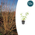 12x Cornus 'Anny's Winter Orange' - Winterharter Strauch, leuchtende Zweige Bild 1