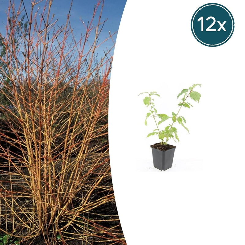12x Cornus 'Anny's Winter Orange' - Winterharter Strauch, leuchtende Zweige