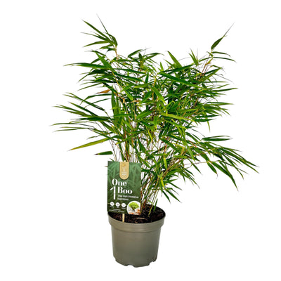 Fargesia Rufa Bambus - Nicht Wuchernd - Grün - Topf 17 cm - 60 cm