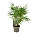 Fargesia Rufa Bamboo - Non-Invasive - Green - 17 cm Pot - 60 cm Bild 2