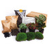 Bottle Garden Kit: Calathea Makoyana & Fittonia Set Bild 1