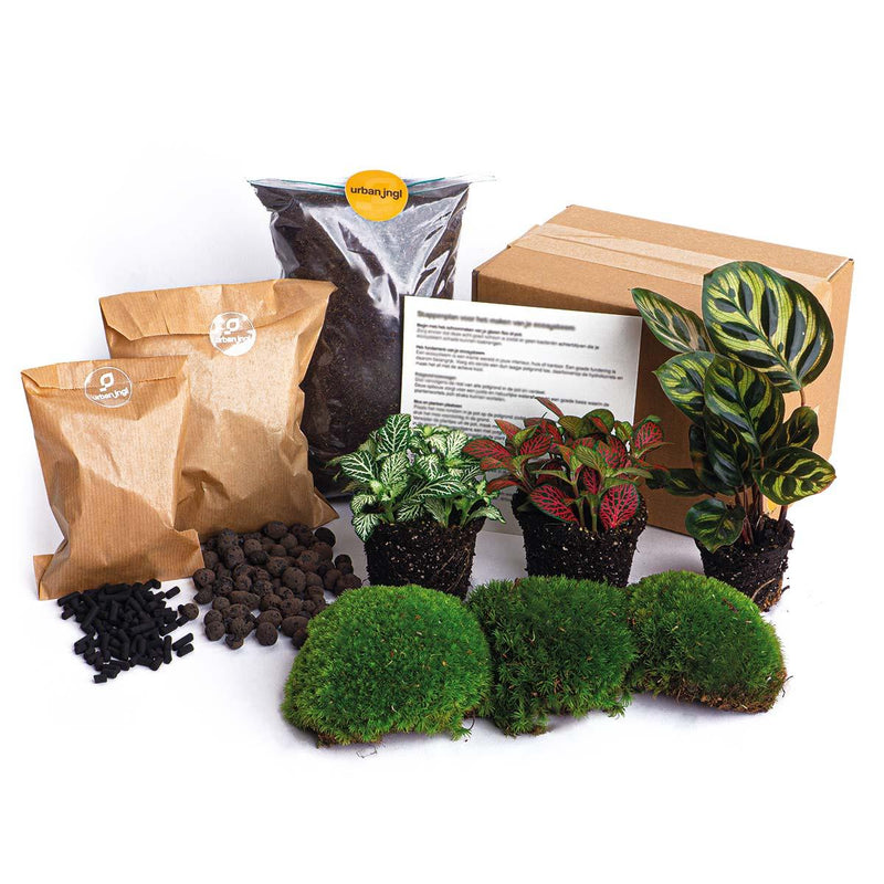 Bottle Garden Kit: Calathea Makoyana & Fittonia Set