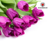 Lila Prinz Tulpenzwiebeln - 20 Stück | KH Bloembollen® Bild 4