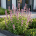 Green boutiQ - Perennial - Nepeta sib. Wild Orchid - Catnip - Bee and Butterfly Attractors - Pink - 3 Plants - Pot 11cm - Height 15-25cm Bild 12