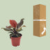 Philodendron Imperial Red: Attractive houseplant, 25cm high, Ø12cm pot Bild 4