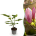 Magnolia 'Ricki' - Zierstrauch mit rosa Blüten für Garten & Balkon Bild 1