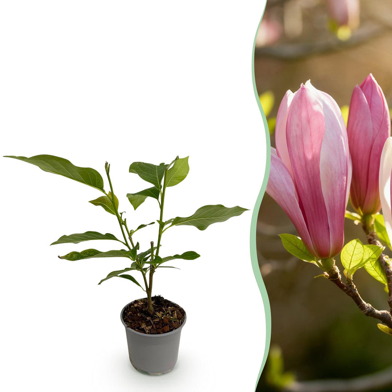 Magnolia 'Ricki' - Zierstrauch mit rosa Blüten für Garten & Balkon