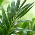 Howea Forsteriana (Kentia-Palme) - Pflegeleichte Zimmerpflanze im Korb Bild 4