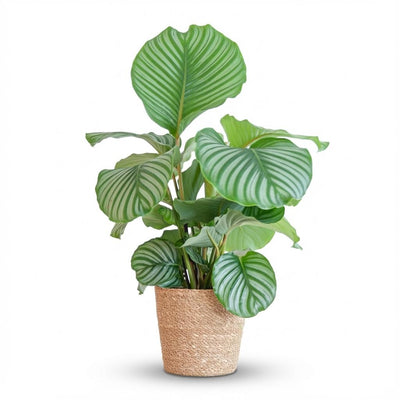 Calathea Orbifolia im Seegraskorb - Luftreinigende Zimmerpflanze