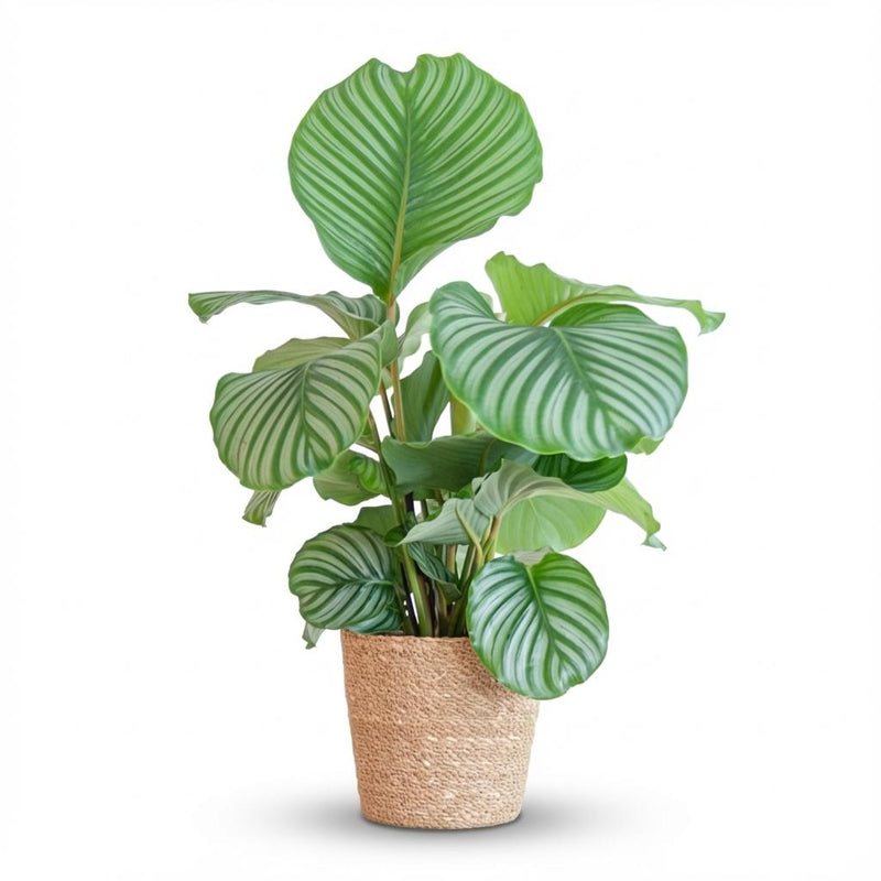 Calathea Orbifolia im Seegraskorb - Luftreinigende Zimmerpflanze