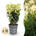 Green boutiQ - 16x Euonymus japonica Paloma Blanca - Spindelstrauch - Heckenpflanzen - Immergrün - Grün - Weiß - Topf 9cm - Höhe 20-30cm Bild 1