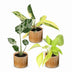 3x Baby Tropical Mix - Ø6cm - 10-15cm - Verschiedene Farben Bild 2