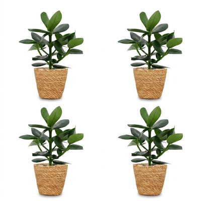 Green boutiQ - Clusia Princess - Clusia - 4 Pflanzen - mit Korb - Topf 12cm - Höhe - 40cm