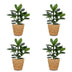 Green boutiQ - Clusia Princess - Clusia - 4 Pflanzen - mit Korb - Topf 12cm - Höhe - 40cm Bild 2
