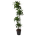 Dracaena Dorado - Zierpflanze 170 cm, ø27 cm Topf Bild 1
