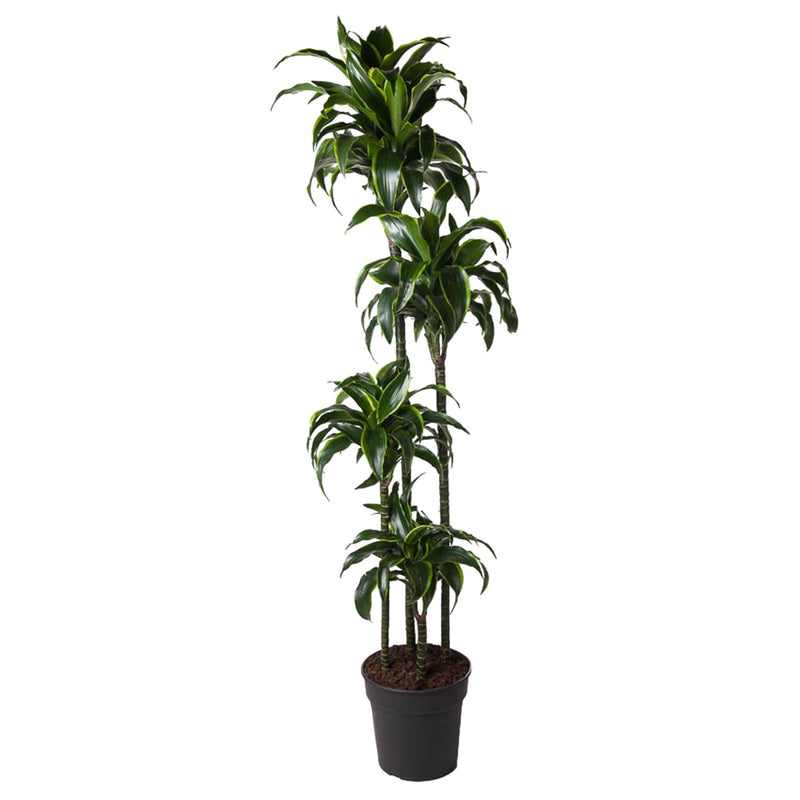 Dracaena Dorado - Zierpflanze 170 cm, ø27 cm Topf