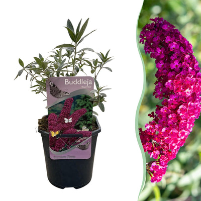 Schmetterlingsstrauch 'Royal Red' – Buddleja davidii, rote Blüte, Topf 17cm