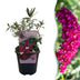 Green boutiQ - Gartenpflanze - Buddleja davidii Royal Red - Schmetterlingsstrauch - Winterhart - Rot - 1 Pflanze - Topf 17cm - Höhe 45cm Bild 1