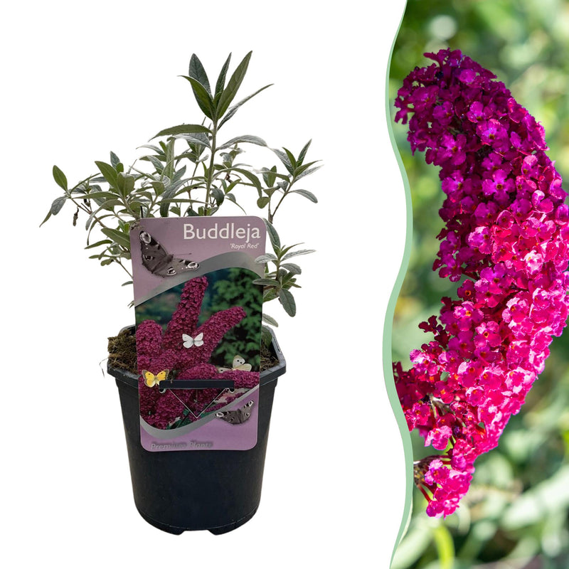 Green boutiQ - Gartenpflanze - Buddleja davidii Royal Red - Schmetterlingsstrauch - Winterhart - Rot - 1 Pflanze - Topf 17cm - Höhe 45cm
