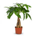 Green boutiQ Geldbaum (Pachira Aquatica) - Pflegeleicht, 40-50 cm, Topf 12 cm Bild 1