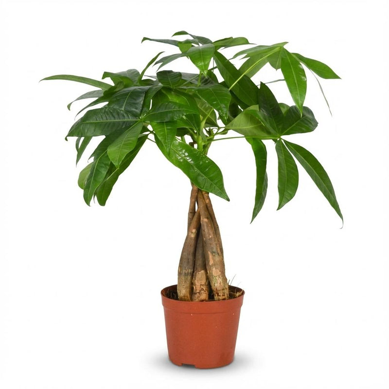 Green boutiQ Geldbaum (Pachira Aquatica) - Pflegeleicht, 40-50 cm, Topf 12 cm