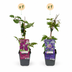 2x Clematis Duo Blue & Red - Waldrebe Duo Blau & Rot - Blau - Rot - Kletterpflanze - Ø9cm - ↕35cm Bild 2