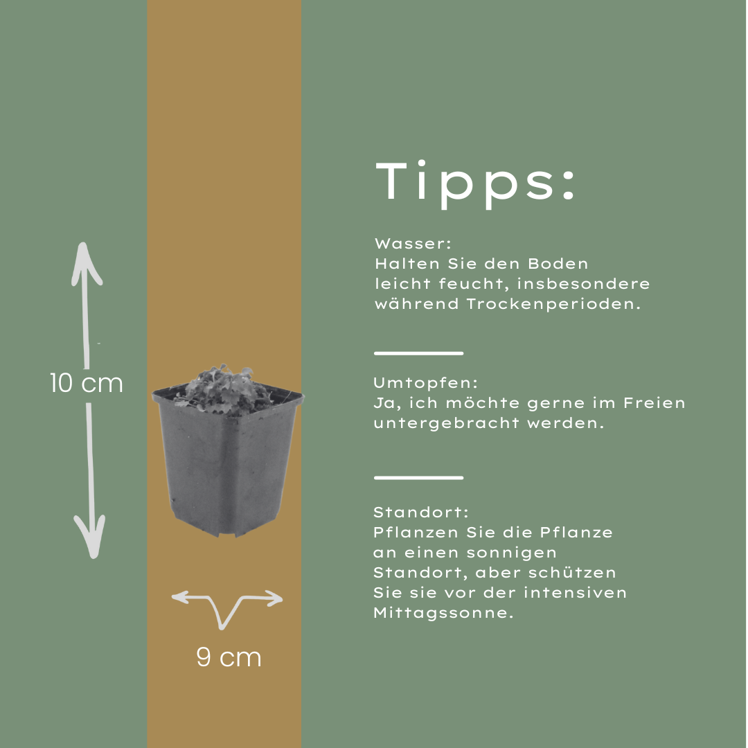 12x Campanula portenschlagiana - Dalmatiner-Glockenblume, 10-25cm