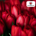 Tulpenbollen Ile de France – 20 Stück | KH Bloembollen® | Dieprode Tulp – Klassiek, Krachtig & Elegant – Voor Tuin of Pot – Maat 11/12 – Vers van de Teler Bild 3
