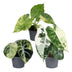 3x Alocasia Tricolour Variegata Babypflanzen Ø6cm Bild 2