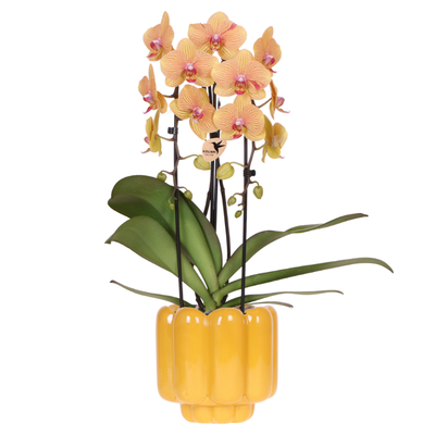 Kolibri Orchids | Sunny Bunny Orchidee gelb/rosa + Retro ocker Übertopf – Topfgröße Ø12cm | blühende Zimmerpflanze – frisch vom Züchter