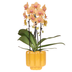 Kolibri Orchids | Sunny Bunny Orchid yellow/pink + Retro ocher pot – Pot size Ø12cm | flowering houseplant – fresh from the grower Bild 1