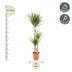 Dracaena Marginata (Drachenbaum) Ø21cm - ↕110cm Bild 3