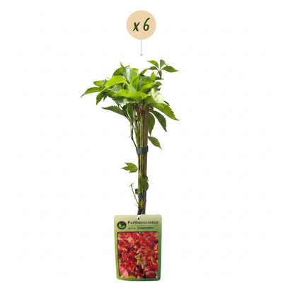6x Parthenocissus quin. 'Engelmannii' - Rankpflanze mit gelb-grünen Blättern