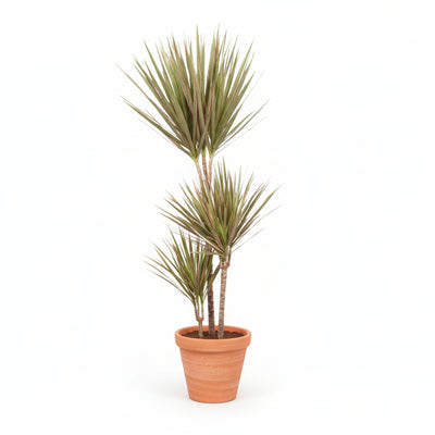 Dracaena Bicolor: Exotische Zimmerpflanze, 115cm hoch