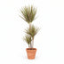 Dracaena Bicolor: Exotic Houseplant, 115cm tall Bild 1