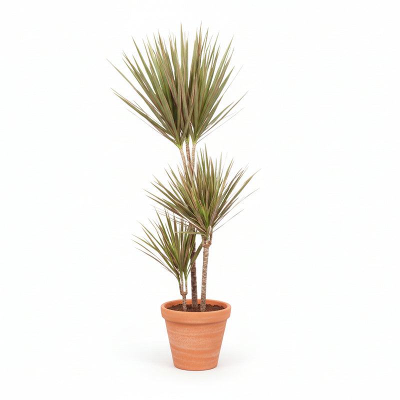 Dracaena Bicolor: Exotic Houseplant, 115cm tall