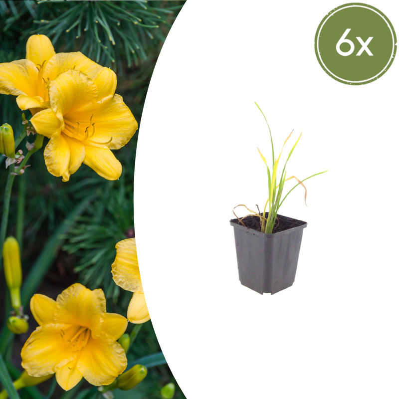 6x Taglilie 'Stella de Oro' im 9cm Topf, 10-25cm hoch