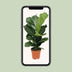 Ficus Lyrata Geigenfeige (Ø17cm, ↕75cm) Bild 5