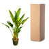 Strelitzia Augusta XXL - Weiße Paradiesvogelblume, 225 cm Bild 5