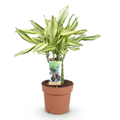 Dracaena fragrans Diamond Dream: Bunter Drachenbaum, Topf 17cm